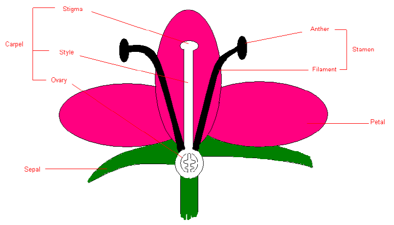 structure of flower in domains and kingdoms