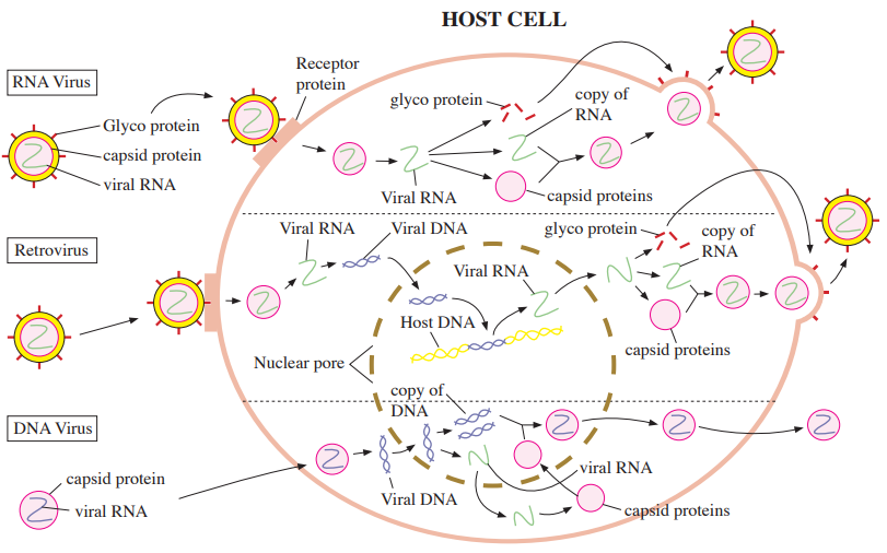 animal virus of bacteria vs virus