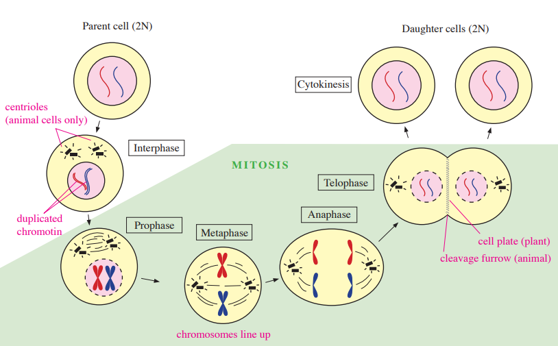 mitosis of DNA and chromosome