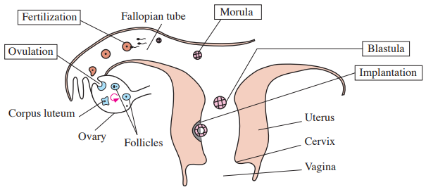 Male and female reproductive system 02