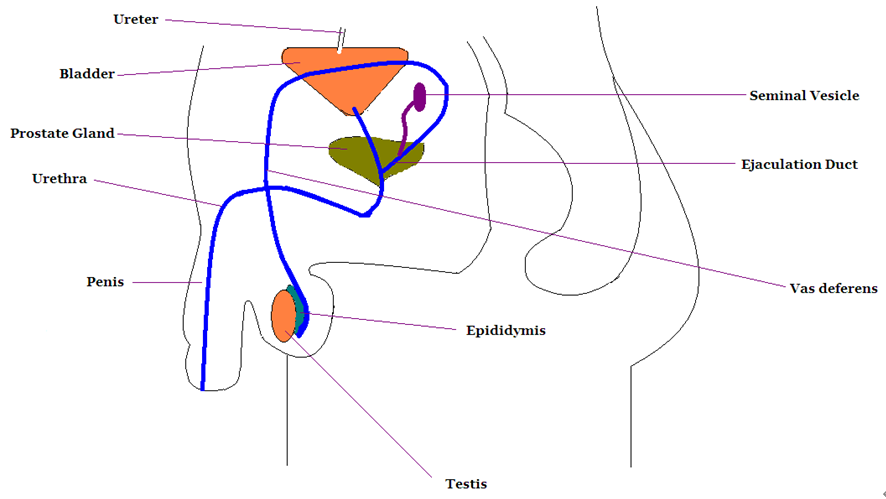 Male and female reproductive system 01