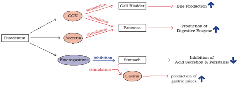 Digestion hormones