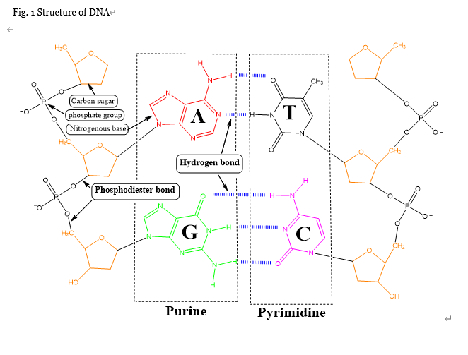 DNA structure of biological macromolecules
