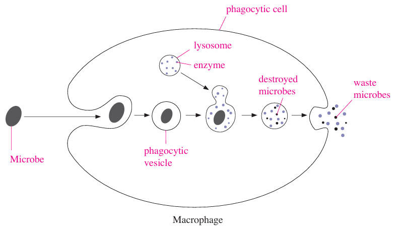 Phagocytic cells of immunity system