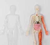 Anatomy questions