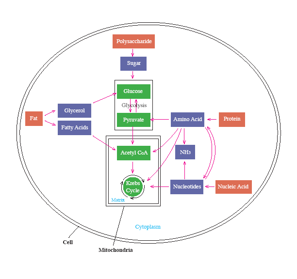 Authenticated embedded content preview
