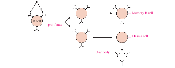 Authenticated embedded content preview