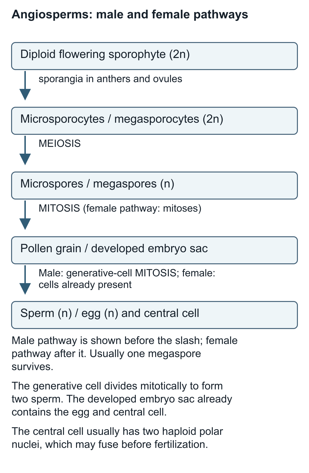 angio scientific diagram, panel 1